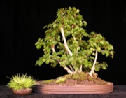 Korean Hornbeam raft